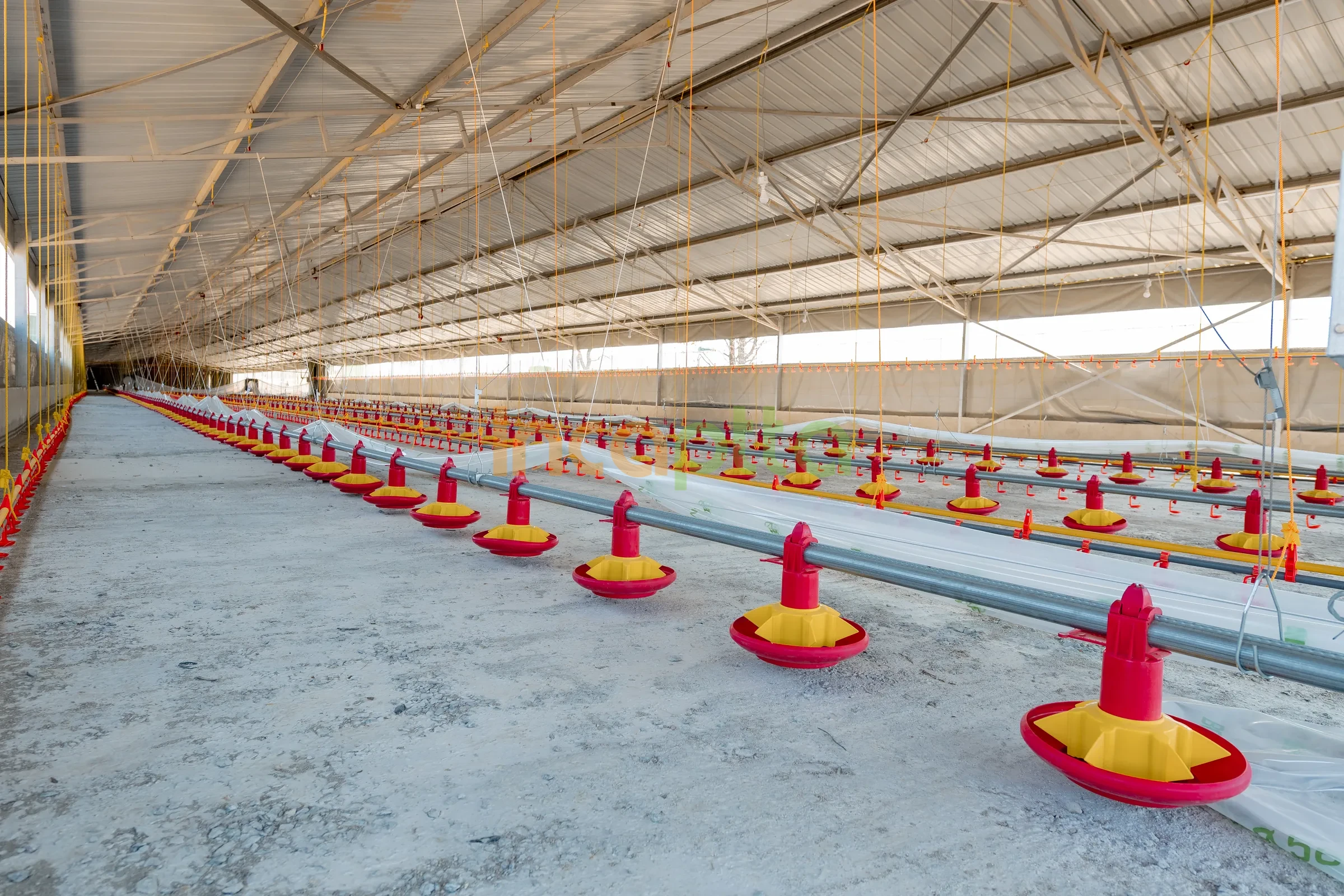 Incaptta poultry house interior with pan feeder and drinker lines