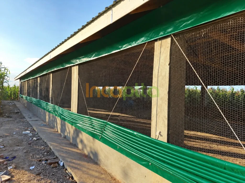 Green PVC curtains rolled along the sidewall of a poultry house